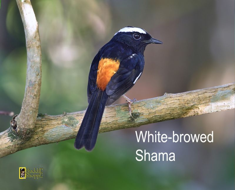 White-browed Shama
